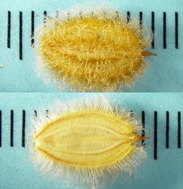   Fruits:   Ammodaucus leucotrichus,  opposite sides of a mericarp; Photo by N. Diaz, USDA APHIS PPQ, imageID.idtools.org
